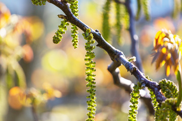 Blossom tree