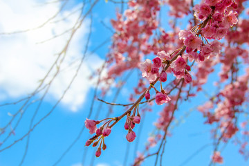 Pink sakura,Beautiful cherry blossom in spring time over blue sky