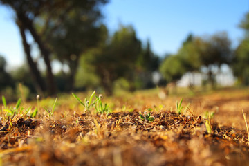 Newborn grass growing in the forest landscape