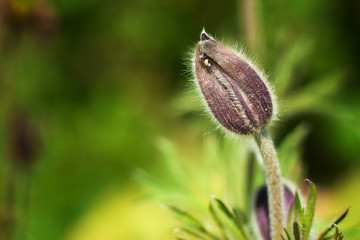 Tightly closed bud dream-grass