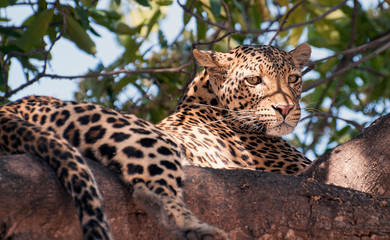 Close up view of Big Leopard Cat sitting in tree and alert and watching 
