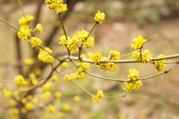 Lindera benzoin or spicebush yellow plant at spring
