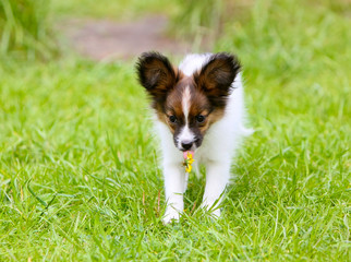 An active puppy of a papillon with a dandelion in the language runs along the green lawn. A white dog with a red head jumping in the grass. A small decorative pet in nature.