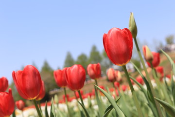 チューリップ畑