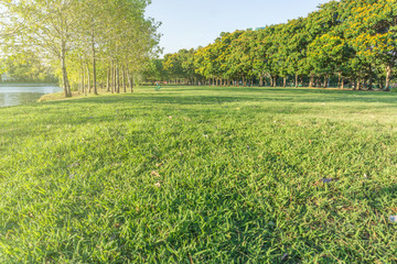 Beautiful Public green park in Autumn at Vachirabenjatas Park (Rot Fai Park) Bangkok, Thailand.