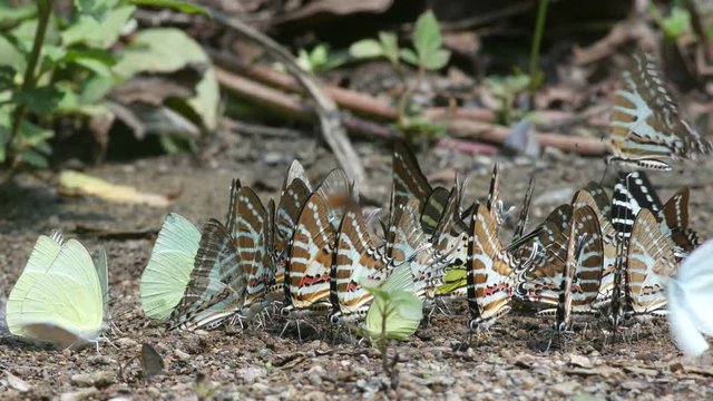 Lemon Emigrant and Spot Swordtail butterflies are drinking mineral from the ground