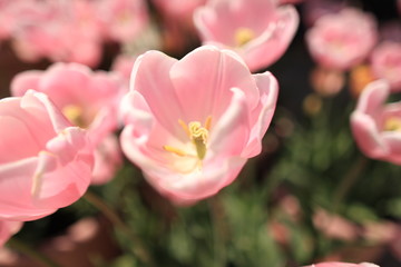 Fototapeta premium チューリップ畑