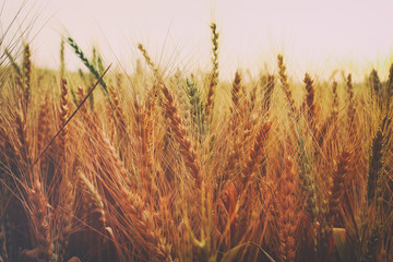 photo of wheat field at sunset