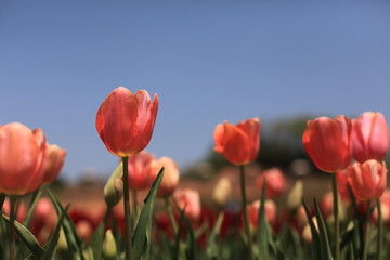 チューリップ畑
