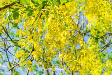yellow Flowers in summer of Thailand.