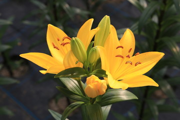 Obraz premium 百合の花