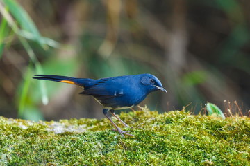 The birds in the nature of Thailand,White-bellied Redstart ( Hodgsonius phaenicuroides).