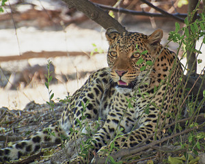 Big Leopard Cat with mouth open laying on ground under some african bush