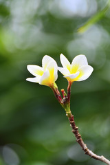 Beautiful plumeria flower in garden