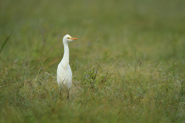 Egret in green field