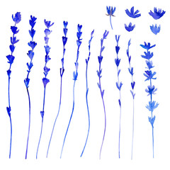 Lavender flowers hand drawn watercolor botanical illustration isolated on white, herbal vintage collection, for package tea, natural organic product, medicine, beauty salon, wedding card, invitation