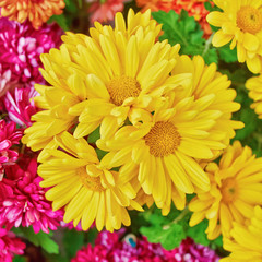 colorful chrysanthemums floral  background