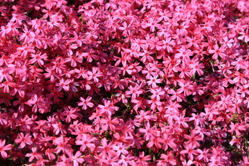 Obraz premium 芝桜