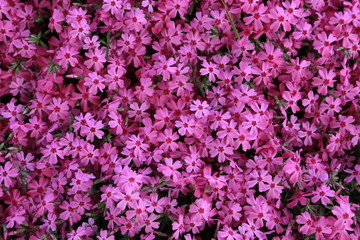 Fototapeta premium 芝桜