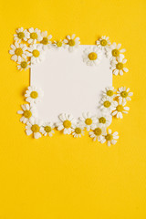 daisy flowers on the paper card