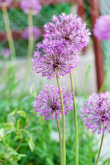 allium flowers