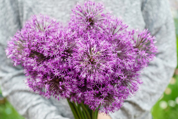 allium flowers