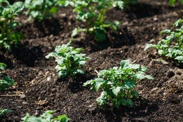 young potato plants