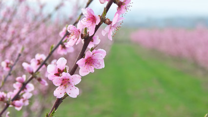 Spring flowers of orchard tree.