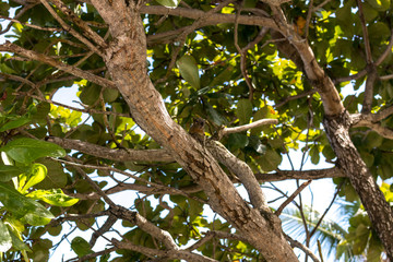 Up view on tropical tree on the beach. Magic Bali island, Indonesia.