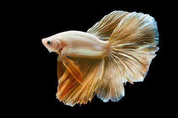 Fototapeta na wymiar Capture the moving moment of Golden siamese fighting fish isolated on black background.