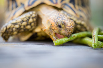 India or star turtle is eating vegetable
