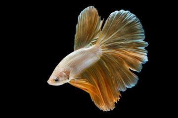 Fototapeta premium Capture the moving moment of Golden siamese fighting fish isolated on black background.