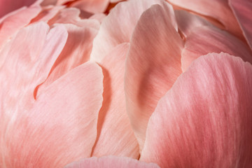 Obrazy na Szkle  Gładkie różowe płatki kwiatów z bliska