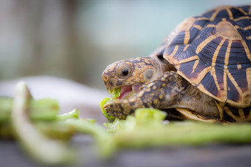 India or star turtle is eating vegetable