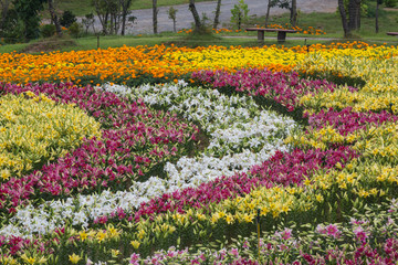 태안 세계 백합축제장의 꽃밭