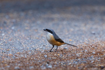 Long-tailed Shrike,Birds of Thailand (Doi Sun Juh)Chiang Mai.