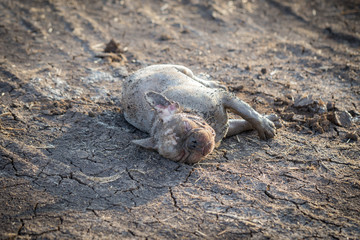 Obraz premium French bulldog is playing in the field