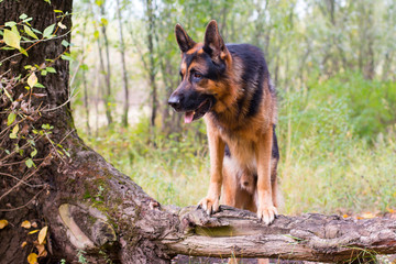 Dog german shepherd in the forest