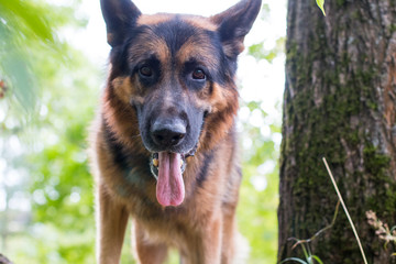 Dog german shepherd in the forest