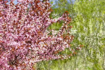 Background of the blossoming ornamental plum trees