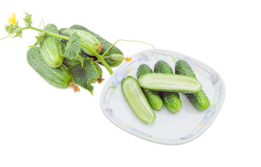 Cucumbers on dish and beside with stalk, leaves and flowers