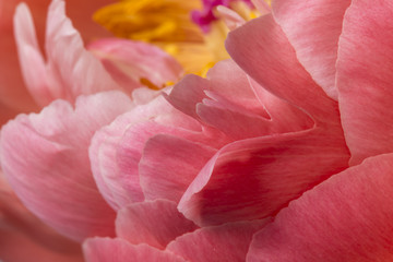 Pink peony petals flower in bloom close up