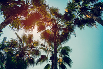 Fototapeta na wymiar Coconut palm tree and blue sky with vintage filter.