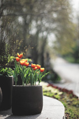 Tulip beside a country road