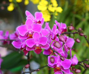 Fototapeta na wymiar Beautiful purple orchid