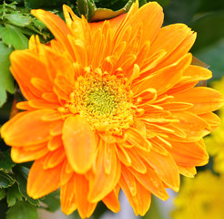 Close-up Orange gerbera flowers