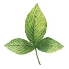 Hand drawn watercolor botanical illustration of a green leaf raspberry.