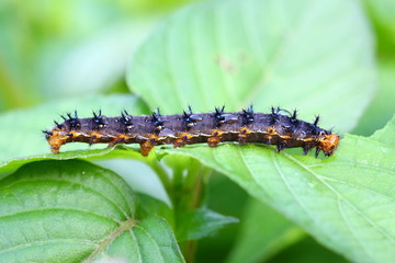 a caterpillar eating a leaf