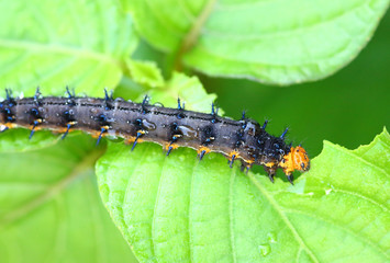 a caterpillar eating a leaf
