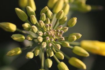Rapsblüten im Frühling